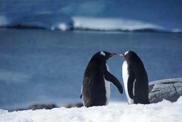 Emperor penguins on icy Antarctic landscape with glacier in background
