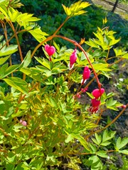 A close-up of vibrant pink bleeding heart flowers among lush green foliage. The scene captures the...