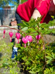 A person tending to a garden with pink bleeding heart flowers. The individual is wearing a red...