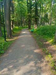 A serene pathway in a lush green forest. Tall trees line the sides, with sunlight filtering through...