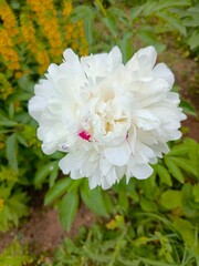 A close-up of a white peony flower with delicate petals and a hint of pink in the center, surrounded by green foliage and yellow flowers in the background.