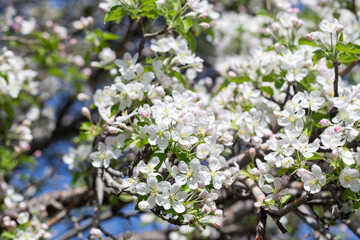 Delicate apple flowers bloom under blue skies, bringing light and joy.