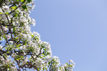 Spring apple blossom branch with pink buds and green leaves against clear sky minimal background.