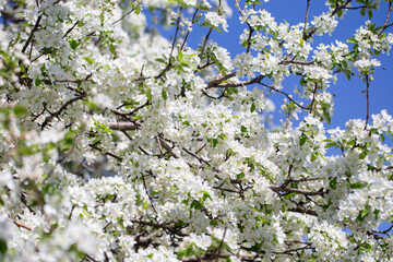 Natural spring background with apple blossoms and deep blue sky, floral landscape image.