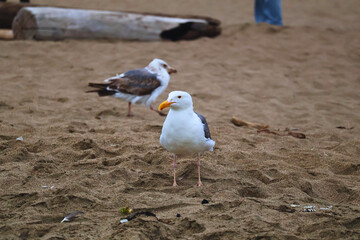 A beautiful image of a seagull on the beach 