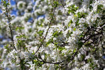 Bright apple tree flowers bloom, signaling the arrival of spring.