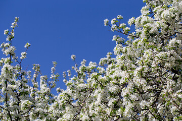 Bright apple tree flowers bloom, signaling the arrival of spring.