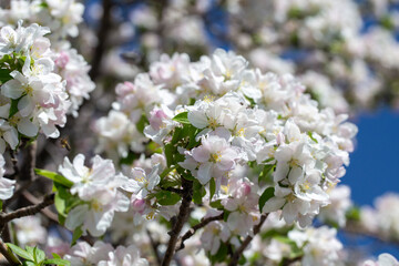 Apple blossom close-up on a clear spring day with vibrant blue sky background.