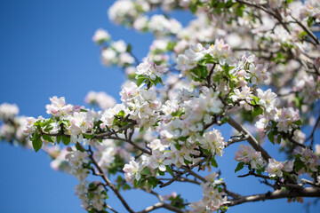 Springtime apple blossoms glowing in sunlight under bright blue sky.