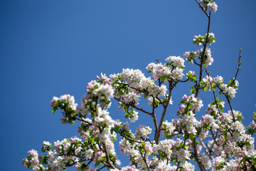 Branch of blooming apple tree reaching into clear, cloudless sky.