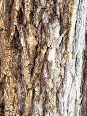 Close-up of tree bark texture with visible cracks, layers, and natural wood pattern.