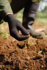 Peanut Seeds Ready to Be Planted in the Soil