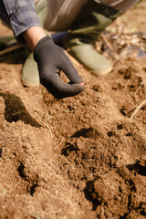 Peanut Seeds Ready to Be Planted in the Soil