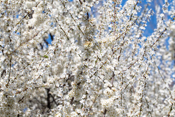 Flowering twigs floating in the calm blue atmosphere, highlighting seasonal transformation.