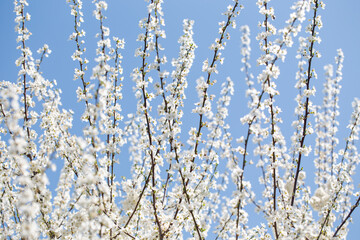 Spring flowers set against the calm blue atmosphere, perfect for seasonal themes.