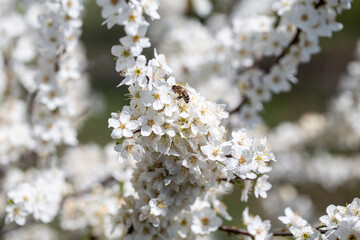 Spring flowers set against the calm blue atmosphere, perfect for seasonal themes.