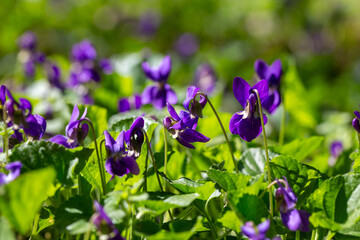 Purple wildflowers. Viola odorata. flourish in the soft light of a spring morning.