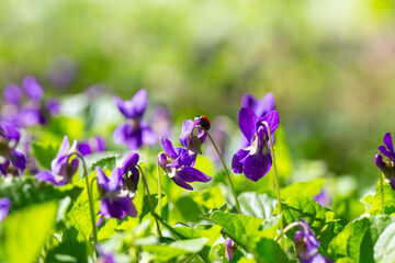 Wild violets bloom in a spring forest meadow. Viola odorata in natural sunlight.