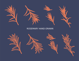 Set with rosemary hand drawn outline elements. Fragrant herb hand drawn in retro style. View from different angles. Botanical vector illustration
