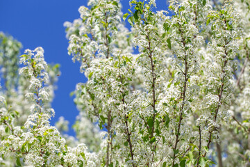 Spring cherry tree in blossom with delicate white petals and sunlight