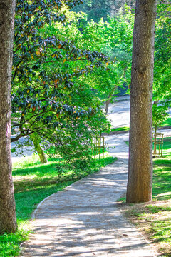 Concrete walking path in Beykoz grove. Pathway among green and tall trees. Sports and exercise area. Clean air, peaceful, relaxing environment. 