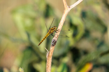 Orthetrum cancellatum. Blue dragonfly, female, perched on a branch.