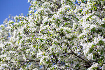 White apple tree flowers in sunlight on bright blue sky, perfect for springtime themes.