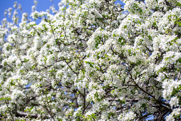 Bright apple tree flowers bloom, signaling the arrival of spring.
