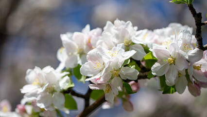 White apple blossoms in full bloom against a clear blue spring sky.