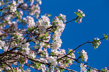 Apple blossom close-up on a clear spring day with vibrant blue sky background.