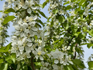 Close-up of apple blossoms in full bloom under a vivid blue sky, seasonal spring concept.