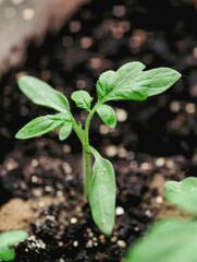 Tomato Seedling Emerging From Soil