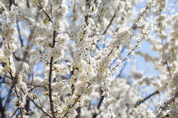 Blooming tree branches against clear blue sky. Spring, nature, freshness and calmness.