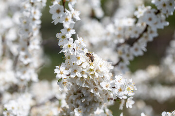 Flowering twigs outlined against the calm blue atmosphere, highlighting seasonal transformation.
