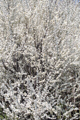Spring flowers set against the calm blue atmosphere, perfect for seasonal themes.