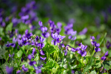 Wild violets bloom in a spring forest meadow. Viola odorata in natural sunlight.