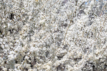 Delicate white petals contrasting with sunny sky background, celebrating nature's rebirth.