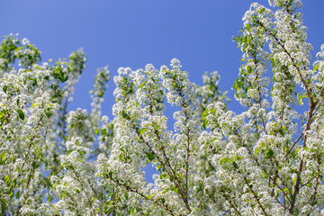 White blooming branches of a bird cherry tree reaching into the sky.