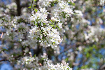 Apple tree branches covered in delicate white blossoms reach up toward the clear blue sky