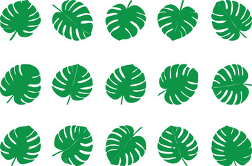 Green Tropical, autumn and Monstera leaf set on white background, showcasing diverse shapes and textures of exotic foliage. Monstera tropical leaves,  minimalist style. summer design, Eco-friendly.