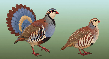 Male and Female Red-legged Partridges Displaying Tail Feathers