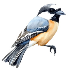 Shrike Close Up, watercolor clipart vector, isolated on a white background. © AMIDCO