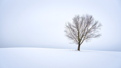 Solitary tree stands on a snowcovered field under a pale sky
