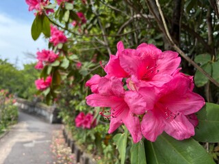 pink rose bush