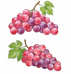 Fresh Red and Purple Grape Bunches with Leaf Clipart