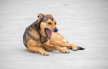 A dog is laying on the ground with its mouth open