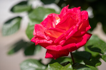 A red rose is in full bloom, with its petals open and its stem visible