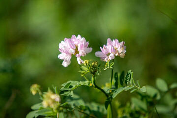 A close up of a pink flower with green leaves