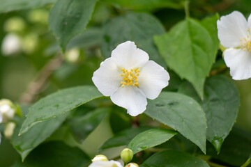 A white flower with yellow centers is in the foreground of a green bush