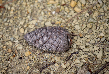 A pine cone is laying on the ground